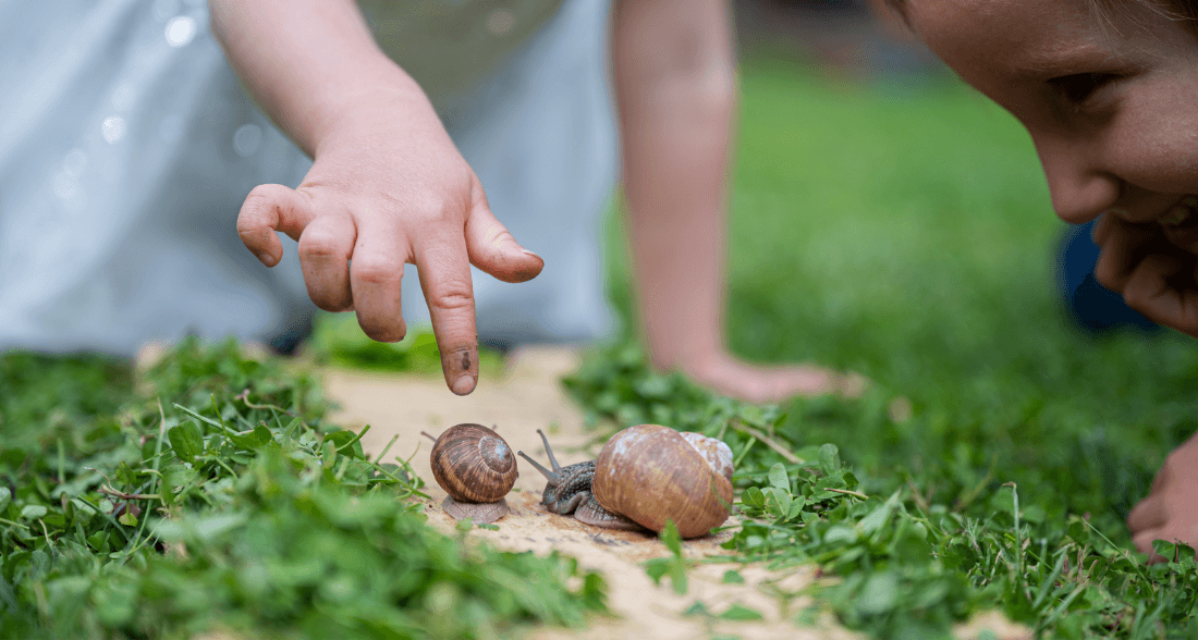 Learning To Count With Nature Snails